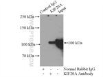 KIF20A Antibody in Immunoprecipitation (IP)