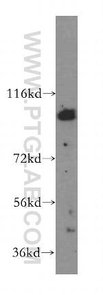 KIF20A Antibody in Western Blot (WB)