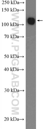 UBE1 Antibody in Western Blot (WB)