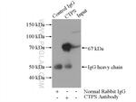 CTP synthase Antibody in Immunoprecipitation (IP)