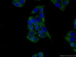 VPS26B Antibody in Immunocytochemistry (ICC/IF)