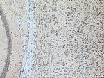 VPS26B Antibody in Immunohistochemistry (Paraffin) (IHC (P))