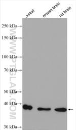 VPS26B Antibody in Western Blot (WB)