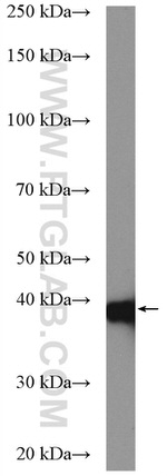 TBCC Antibody in Western Blot (WB)