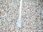 AMACR/p504S Antibody in Immunohistochemistry (Paraffin) (IHC (P))