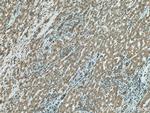 SLC12A4 Antibody in Immunohistochemistry (Paraffin) (IHC (P))