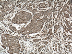 IDH2 Antibody in Immunohistochemistry (Paraffin) (IHC (P))