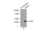 IDH2 Antibody in Immunoprecipitation (IP)