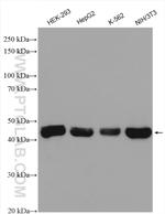 IDH2 Antibody in Western Blot (WB)