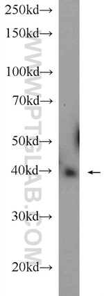 IDH2 Antibody in Western Blot (WB)