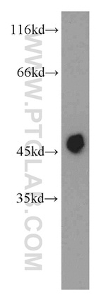 IDH2 Antibody in Western Blot (WB)