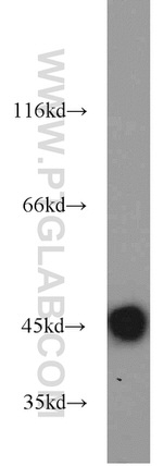 IDH2 Antibody in Western Blot (WB)