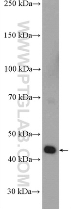 IDH2 Antibody in Western Blot (WB)