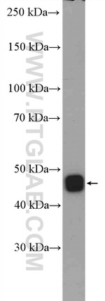 IDH2 Antibody in Western Blot (WB)