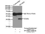 DNASE2 Antibody in Immunoprecipitation (IP)