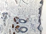 Piezo1 Antibody in Immunohistochemistry (Paraffin) (IHC (P))