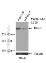 Piezo1 Antibody in Western Blot (WB)