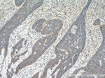 Piezo1 Antibody in Immunohistochemistry (Paraffin) (IHC (P))