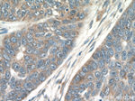 Piezo1 Antibody in Immunohistochemistry (Paraffin) (IHC (P))