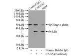 CAPZA2 Antibody in Immunoprecipitation (IP)