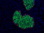 Glucagon Antibody in Immunocytochemistry (ICC/IF)