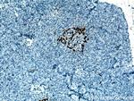 Glucagon Antibody in Immunohistochemistry (Paraffin) (IHC (P))