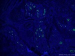 Glucagon Antibody in Immunohistochemistry (PFA fixed) (IHC (PFA))