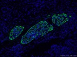 Glucagon Antibody in Immunohistochemistry (PFA fixed) (IHC (PFA))