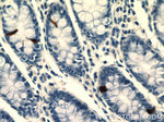 Glucagon Antibody in Immunohistochemistry (Paraffin) (IHC (P))