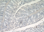 Glucagon Antibody in Immunohistochemistry (Paraffin) (IHC (P))