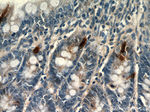 Glucagon Antibody in Immunohistochemistry (Paraffin) (IHC (P))