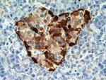 Glucagon Antibody in Immunohistochemistry (Paraffin) (IHC (P))