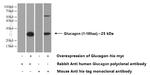 Glucagon Antibody in Western Blot (WB)