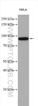 PLK2 Antibody in Western Blot (WB)