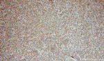 SEC24A Antibody in Immunohistochemistry (Paraffin) (IHC (P))