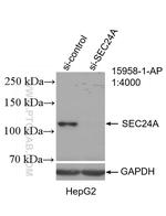 SEC24A Antibody in Western Blot (WB)