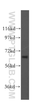 SEC24A Antibody in Western Blot (WB)