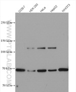 SEC24A Antibody in Western Blot (WB)