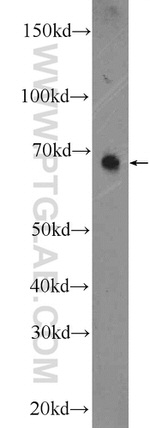 SEC24A Antibody in Western Blot (WB)