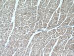 BNIP1 Antibody in Immunohistochemistry (Paraffin) (IHC (P))