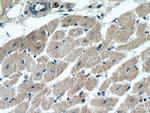 BNIP1 Antibody in Immunohistochemistry (Paraffin) (IHC (P))