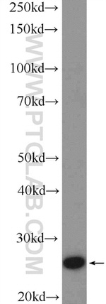 BNIP1 Antibody in Western Blot (WB)