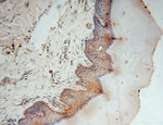 BHMT Antibody in Immunohistochemistry (Paraffin) (IHC (P))