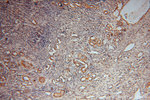 BHMT Antibody in Immunohistochemistry (Paraffin) (IHC (P))