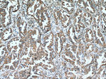 ERp57/ERp60 Antibody in Immunohistochemistry (Paraffin) (IHC (P))