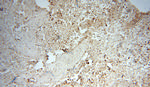 ERp57/ERp60 Antibody in Immunohistochemistry (Paraffin) (IHC (P))