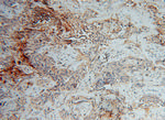 IMMP2L Antibody in Immunohistochemistry (Paraffin) (IHC (P))