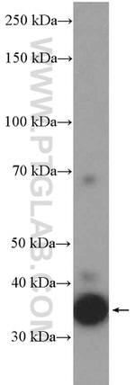 EBP2 Antibody in Western Blot (WB)