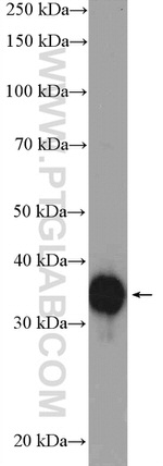 EBP2 Antibody in Western Blot (WB)