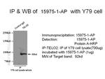 TELO2 Antibody in Immunoprecipitation (IP)